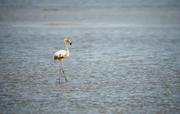 Piękne Ujęcie Białego Flaminga Jeziorze — Zdjęcie stockowe