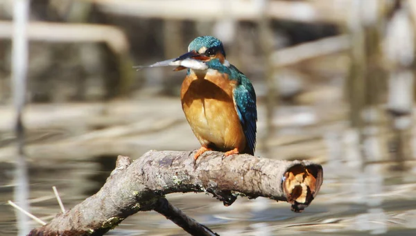 Vogel Auf Dem Fluss — Stockfoto