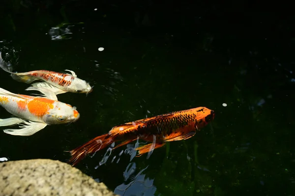 Peixes Vermelhos Nadam Água — Fotografia de Stock