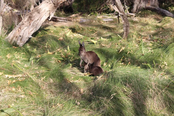 Ormanda Bir Kanguru Doğa Arka Planında — Stok fotoğraf