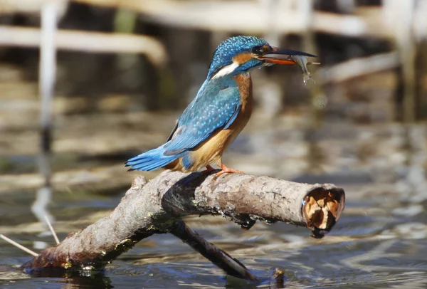 Kingfisher Alcedo Atthis Bird Wildlife Fauna Flora Natureza Birds Fish — Fotografia de Stock
