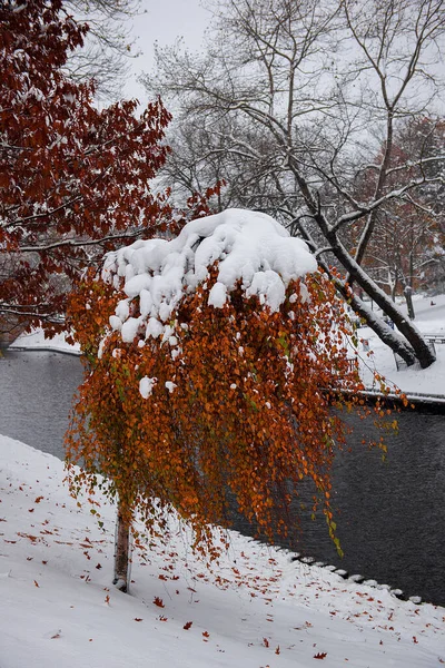 美丽的秋天风景 雪地树木丛生 — 图库照片
