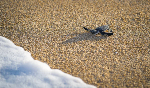 Una Pequeña Tortuga Playa — Foto de Stock