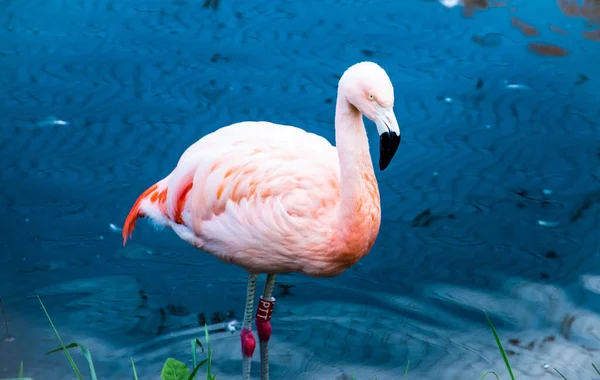 Рожевий Фламінго Воді — стокове фото