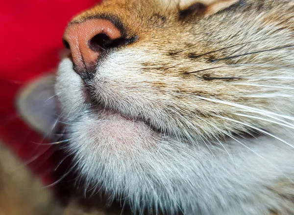 Kot Czerwonymi Oczami — Zdjęcie stockowe