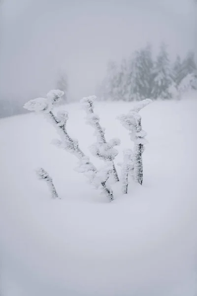 Χιονισμένα Δέντρα Στο Δάσος — Φωτογραφία Αρχείου