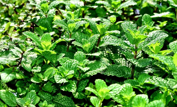 Daun Hijau Semak Semak Dengan Mint Muda — Stok Foto