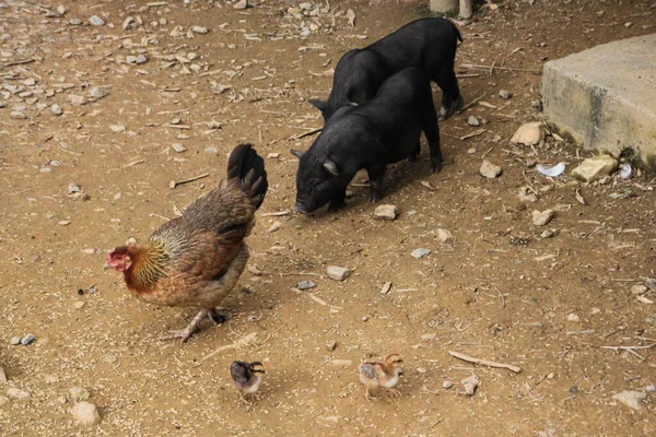 Een Groep Jonge Dieren — Stockfoto