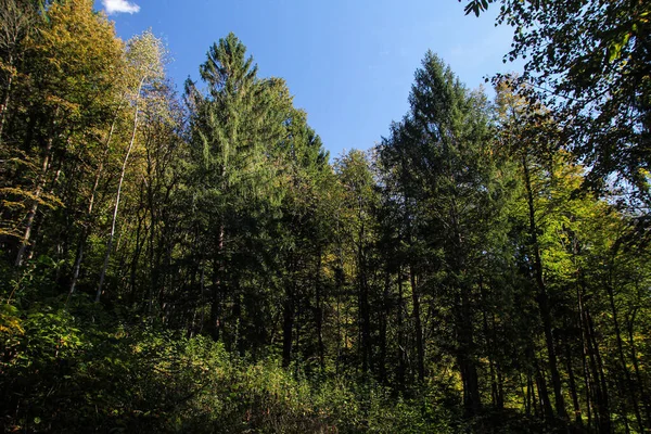 Pemandangan Indah Dengan Pohon Hutan — Stok Foto