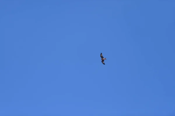 Ένα Σμήνος Πουλιών Που Πετούν Στον Ουρανό — Φωτογραφία Αρχείου