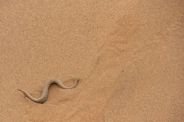 在沙滩上一张褐色蛇的特写照片 — 图库照片