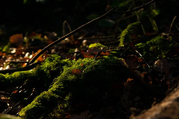 Mousse Dans Forêt — Photo