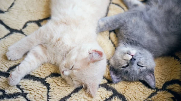 Schattige Katten Slapen Het Bed — Stockfoto