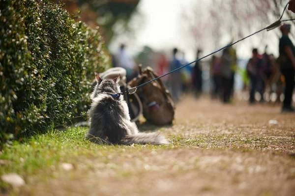 Собака Играет Палкой Фоне Леса — стоковое фото