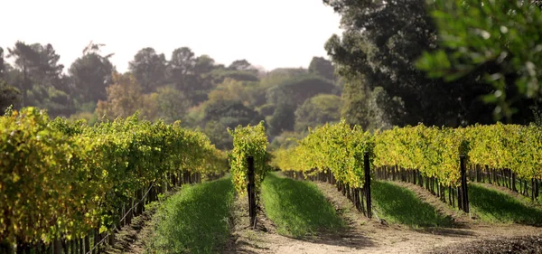 Виноградник Регіоні Чианті Іспанія — стокове фото