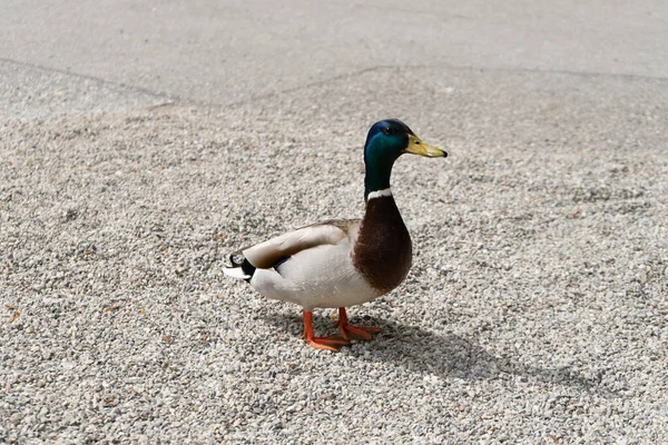 Cute Duck Ground — Stock Photo, Image