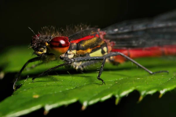 Volare Foglia Nera — Foto Stock