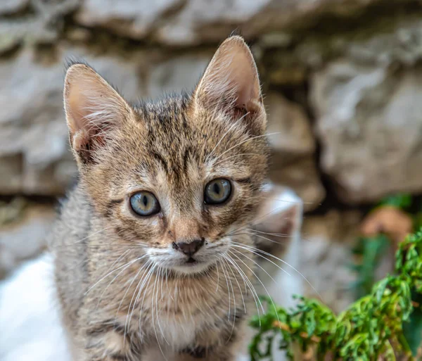 Portré Egy Aranyos Macska — Stock Fotó