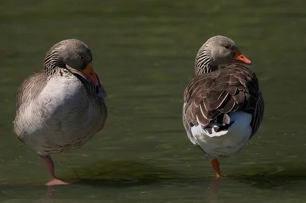 Vacker Utsikt Över Vacker Fågel Naturen — Stockfoto