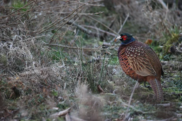 Een Close Shot Van Een Mannelijke Merel Het Wild — Stockfoto