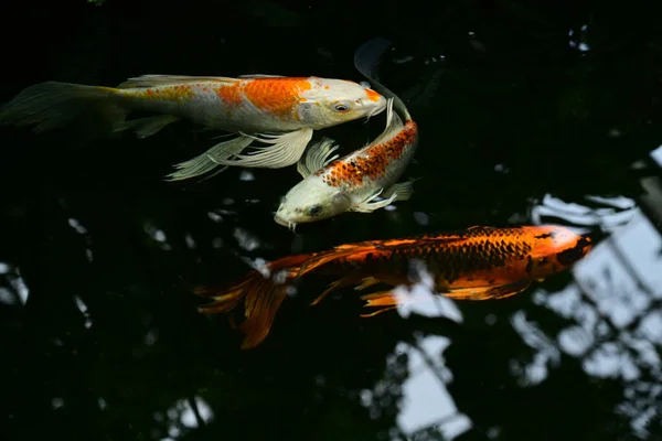 Fisk Akvariet — Stockfoto
