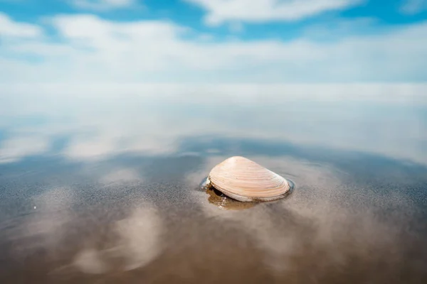 Sea Shell Beach — Stock Photo, Image