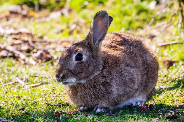 草の中のウサギ動物 — ストック写真