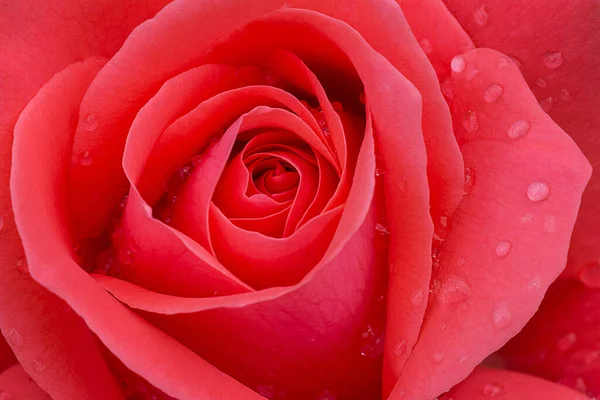 Gyönyörű Vörös Rózsa Vízcseppekkel — Stock Fotó