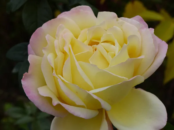 Hermosa Flor Rosa Jardín — Foto de Stock