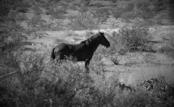 Schwarz Weiß Foto Eines Schönen Pferdes — Stockfoto