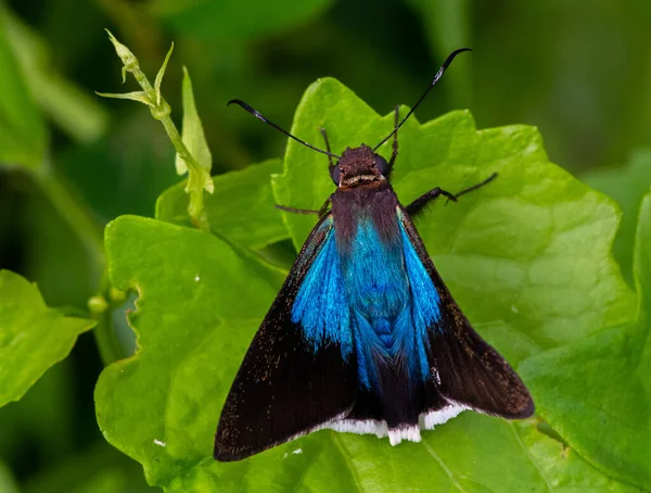 Fjäril Blomma — Stockfoto