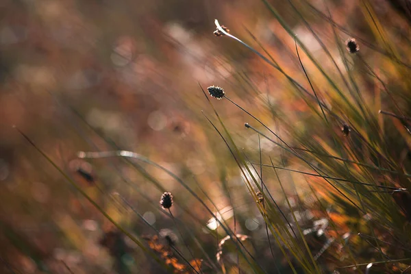 Beautiful Autumn Landscape White Feather — Stock Photo, Image