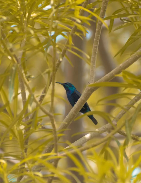 Een Vogel Zit Een Tak Van Een Boom — Stockfoto