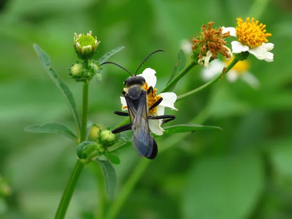 Пчела Цветке — стоковое фото