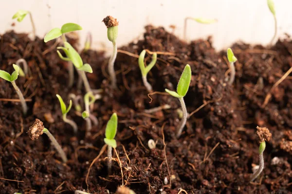 Jonge Spruiten Potten Met Groene Bladeren — Stockfoto