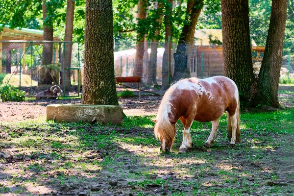 Häst Parken — Stockfoto