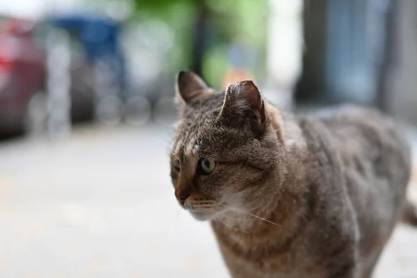 Sokaktaki Kedi — Stok fotoğraf