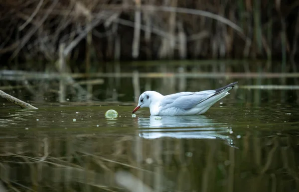 Weiße Möwe Auf Dem See — Stockfoto