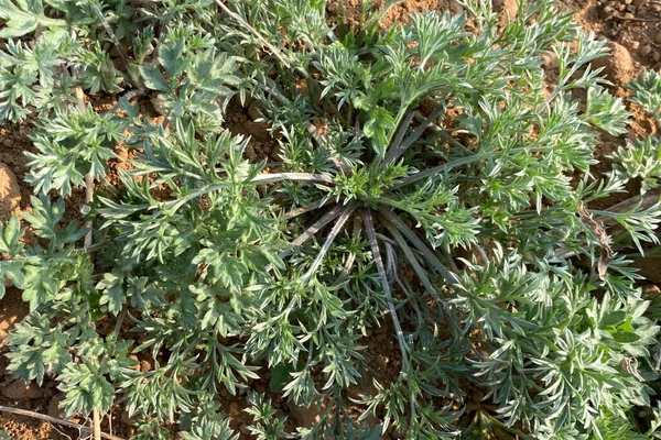 庭の植物の緑の葉 — ストック写真