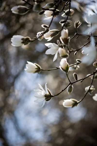 Schöne Botanische Aufnahme Natürliche Tapete — Stockfoto