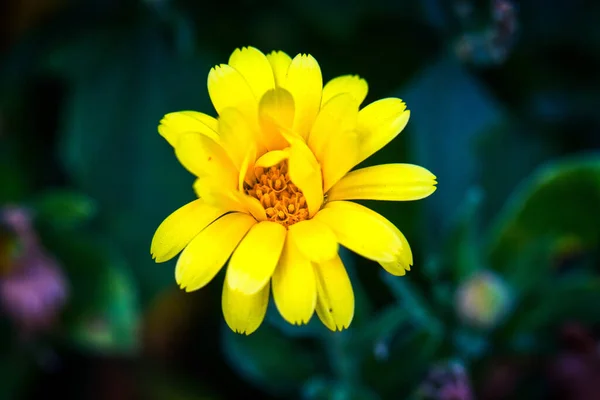 Hermosa Flor Amarilla Jardín —  Fotos de Stock