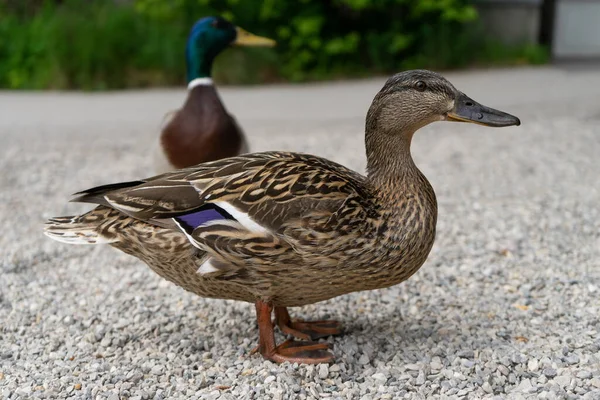 Canard Sur Lac — Photo