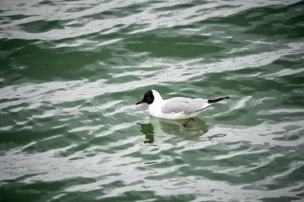 Mouette Sur Eau Gros Plan — Photo