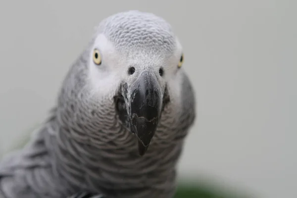 Portrait Cute Parrot Branch Her Beak Looking Close View Macro — Stock Photo, Image