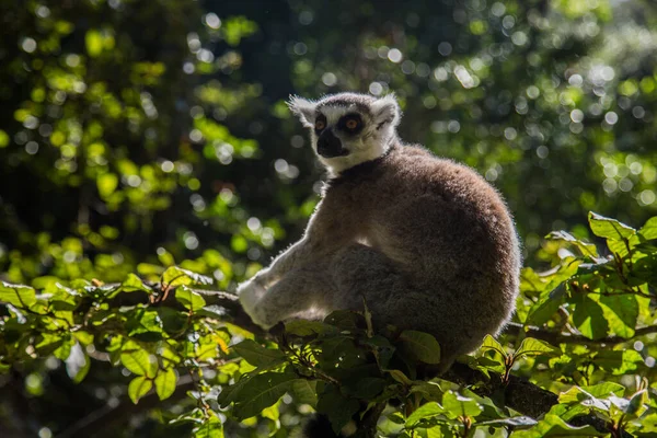 Closeup Shot Cute Lemur Sitting Tree — Stock Photo, Image
