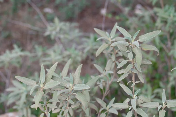 Close Shot Green Leaves Bush Dew Garden — Stock Photo, Image