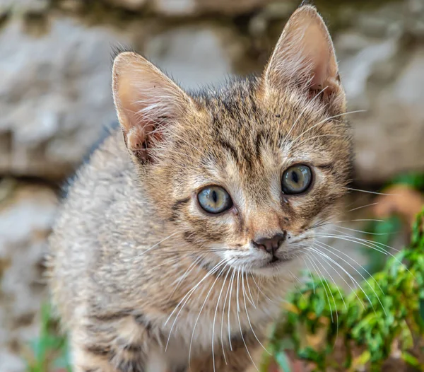 Porträt Einer Süßen Katze — Stockfoto