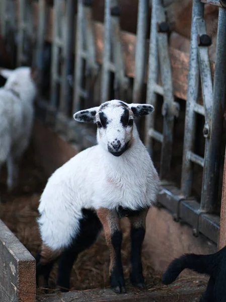 Eine Junge Ziege Isst Ein Schaf — Stockfoto