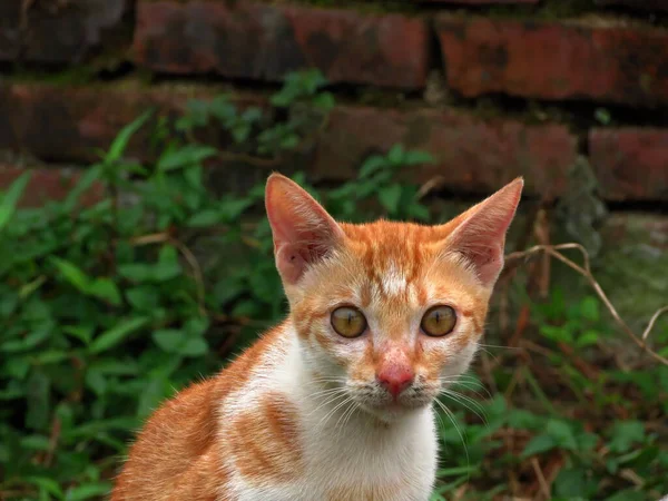 Gato Rojo Jardín — Foto de Stock