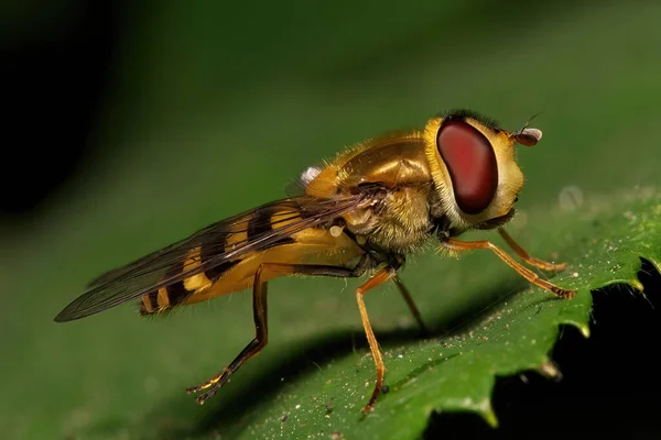 Detailní Pohled Hmyz Přírodě — Stock fotografie